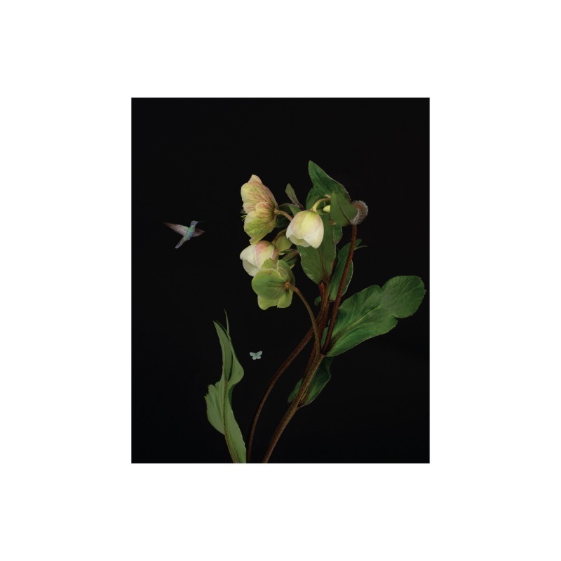 김시종 (Helleborus and a hummingbird)